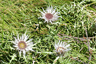 Carlina acaulis